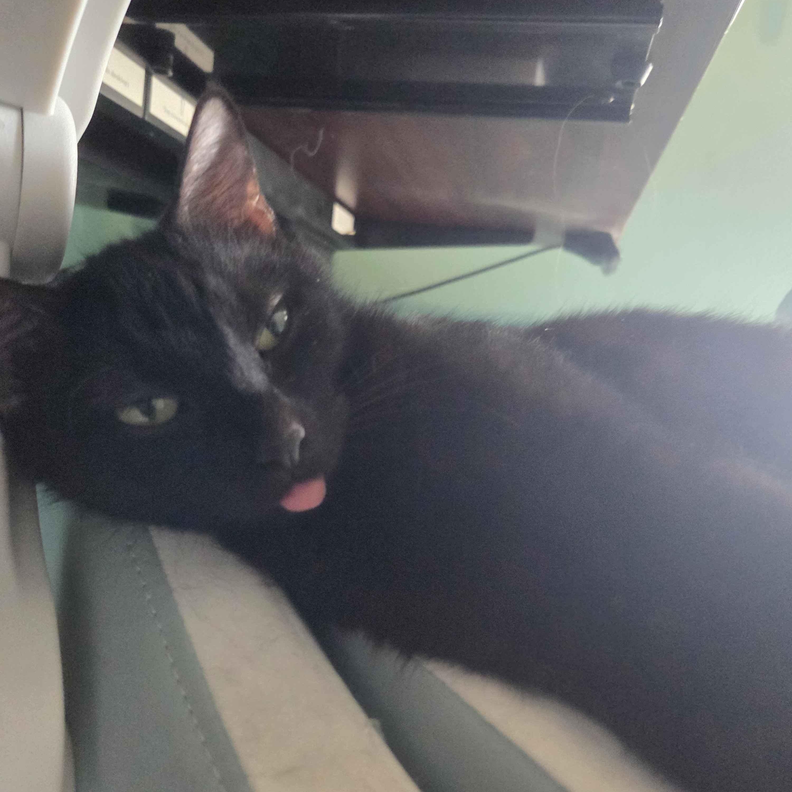 Enlarge Princess Warwick, a ADOPTABLE Domestic Short Hair in Denver, CO image 2/3