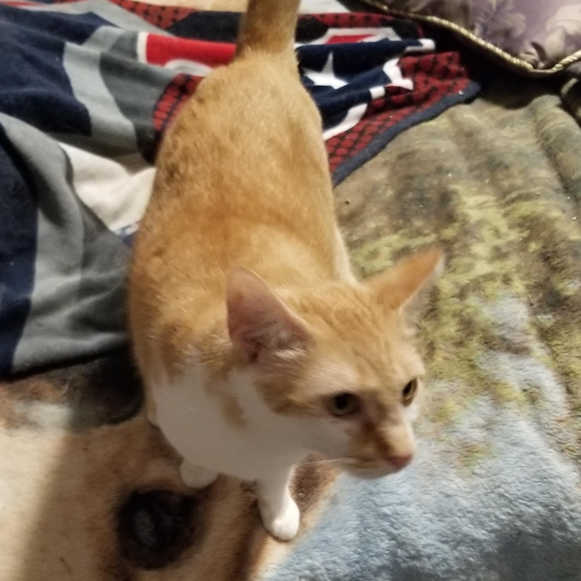 Tangi, Adoptable, Adult Female Domestic Short Hair.