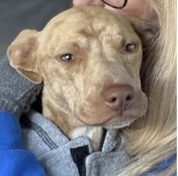 Enlarge Mila, a Adoptable mixed breed in Santa Rosa, CA image 1/1