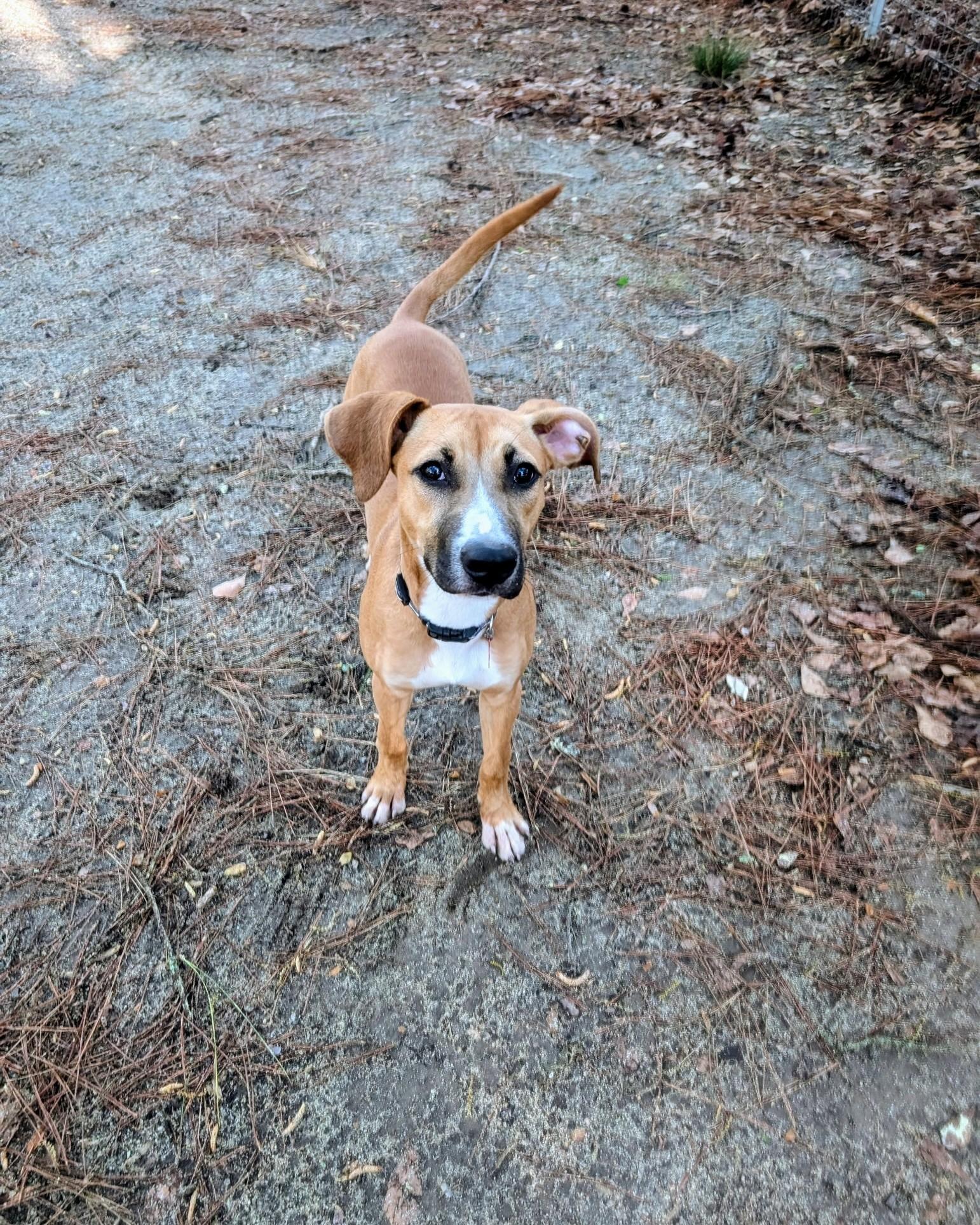 Enlarge Precious - AVAILABLE TO FOSTER OR ADOPT, a ADOPTABLE mixed breed in Clayton, NC image 5/5