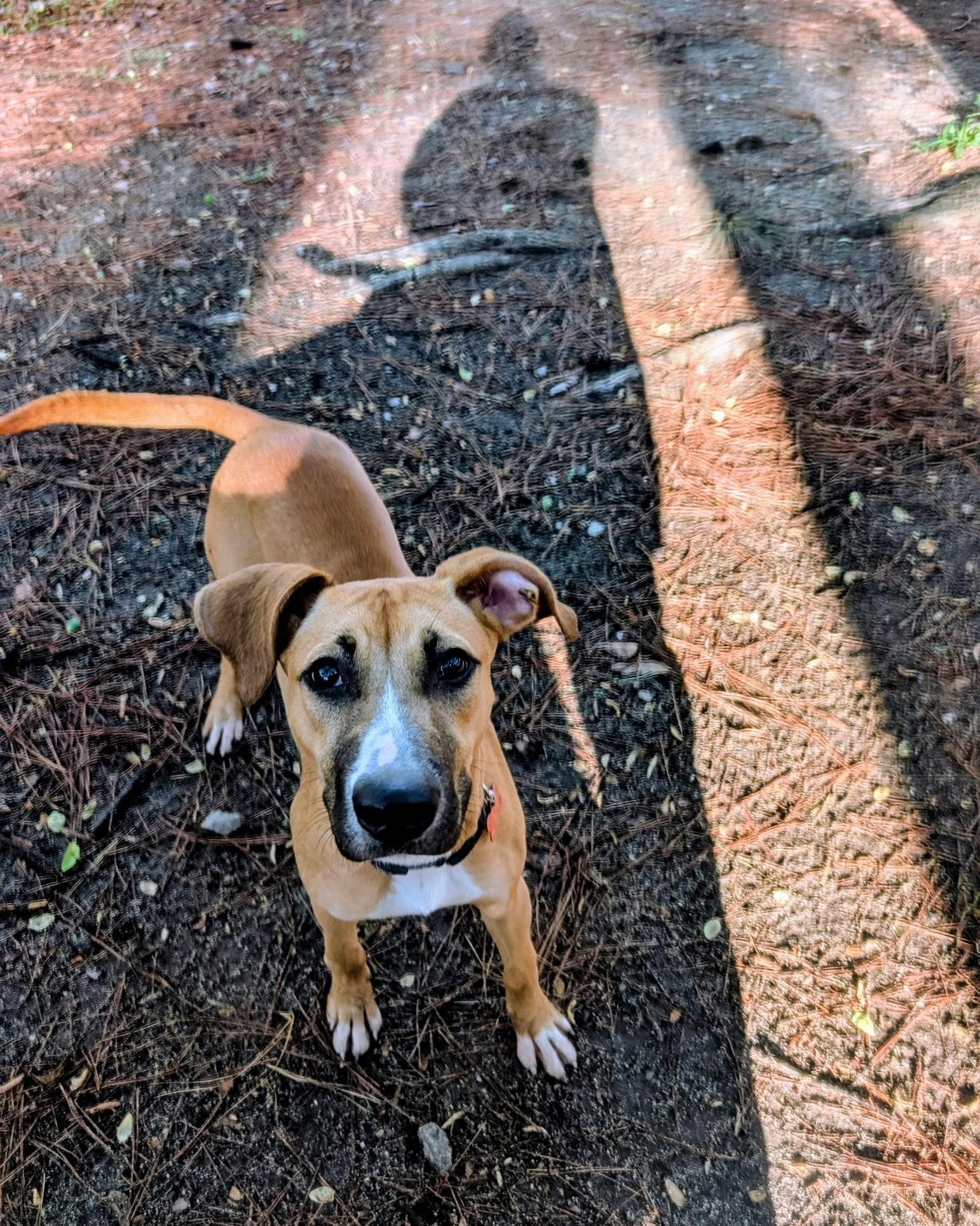 Enlarge Precious - AVAILABLE TO FOSTER OR ADOPT, a ADOPTABLE mixed breed in Clayton, NC image 4/5