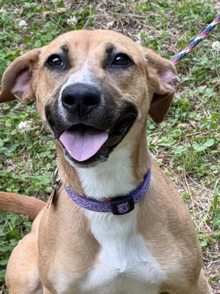 Precious - IN FOSTER HOME - AVAILABLE TO ADOPT, a ADOPTABLE mixed breed in Clayton, NC image 2/6