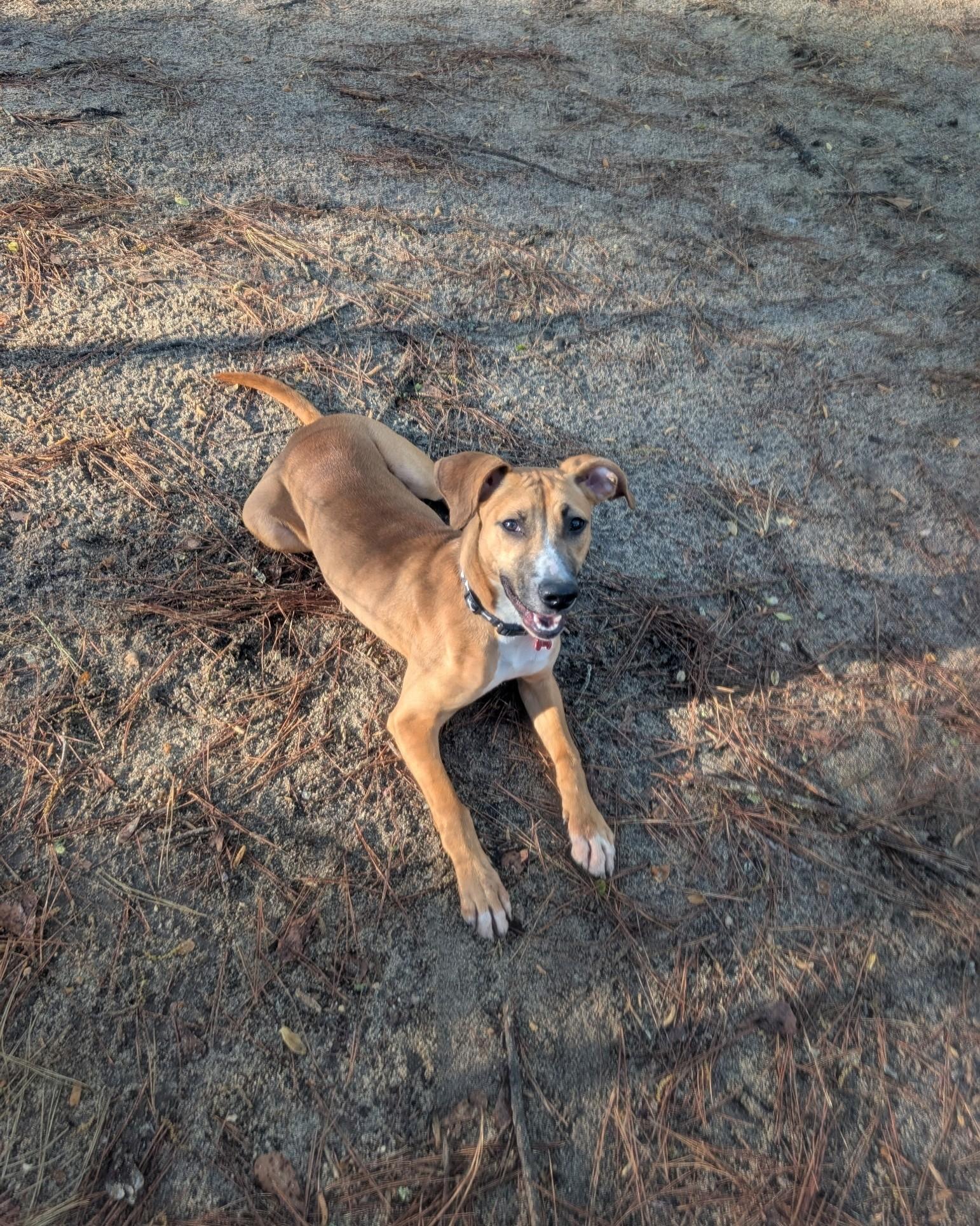 Enlarge Precious - AVAILABLE TO FOSTER OR ADOPT, a ADOPTABLE mixed breed in Clayton, NC image 3/5