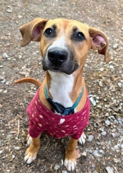 Enlarge Precious - AVAILABLE TO FOSTER OR ADOPT, a ADOPTABLE mixed breed in Clayton, NC image 1/5