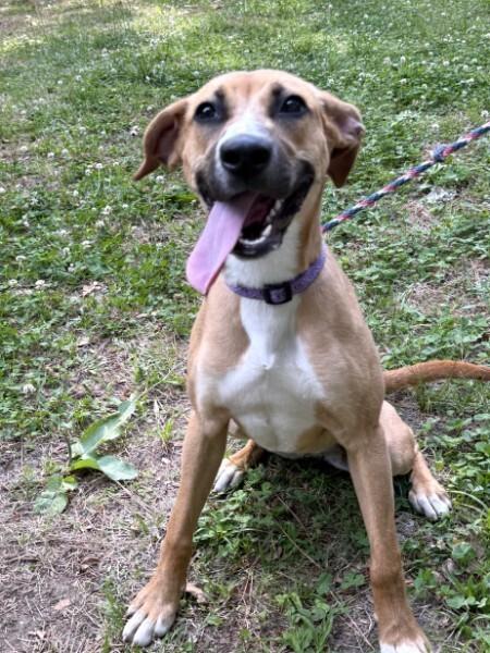 Precious - IN FOSTER HOME - AVAILABLE TO ADOPT, a ADOPTABLE mixed breed in Clayton, NC image 3/6