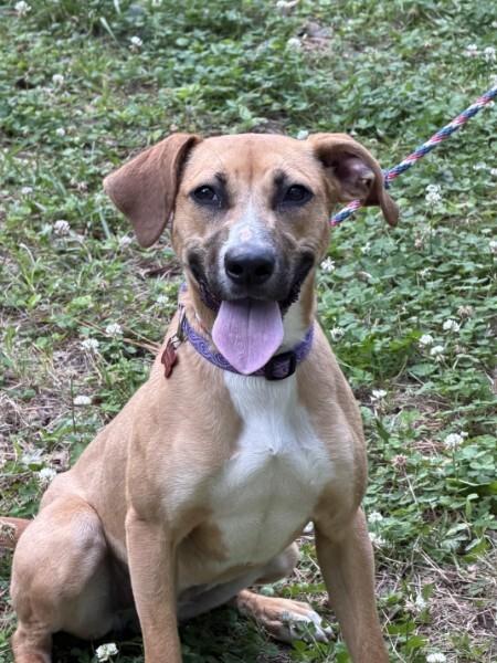 Precious - AVAILABLE TO FOSTER OR ADOPT, ADOPTABLE, Puppy Female Shepherd.