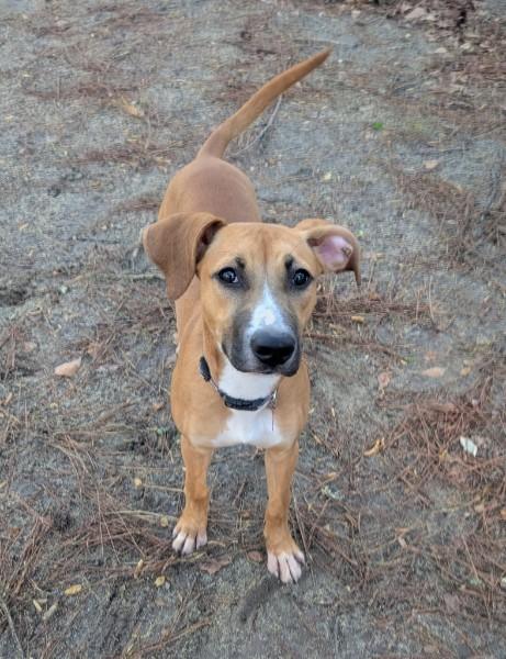 Enlarge Precious - AVAILABLE TO FOSTER OR ADOPT, a ADOPTABLE mixed breed in Clayton, NC image 2/5