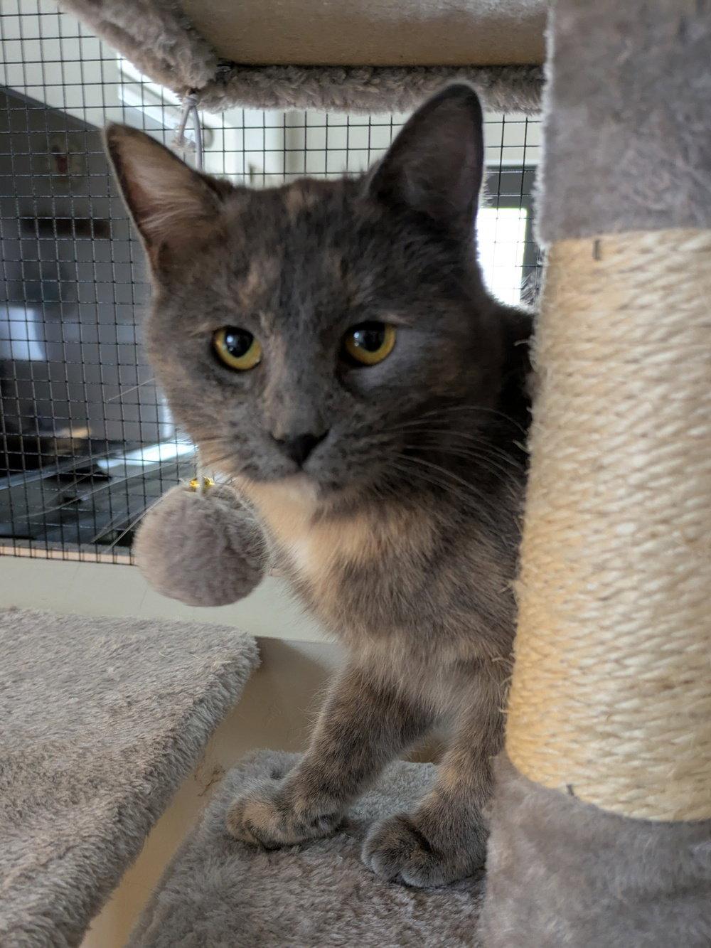 Snickers, Adopted, Young Female Domestic Short Hair & Dilute Tortoiseshell.