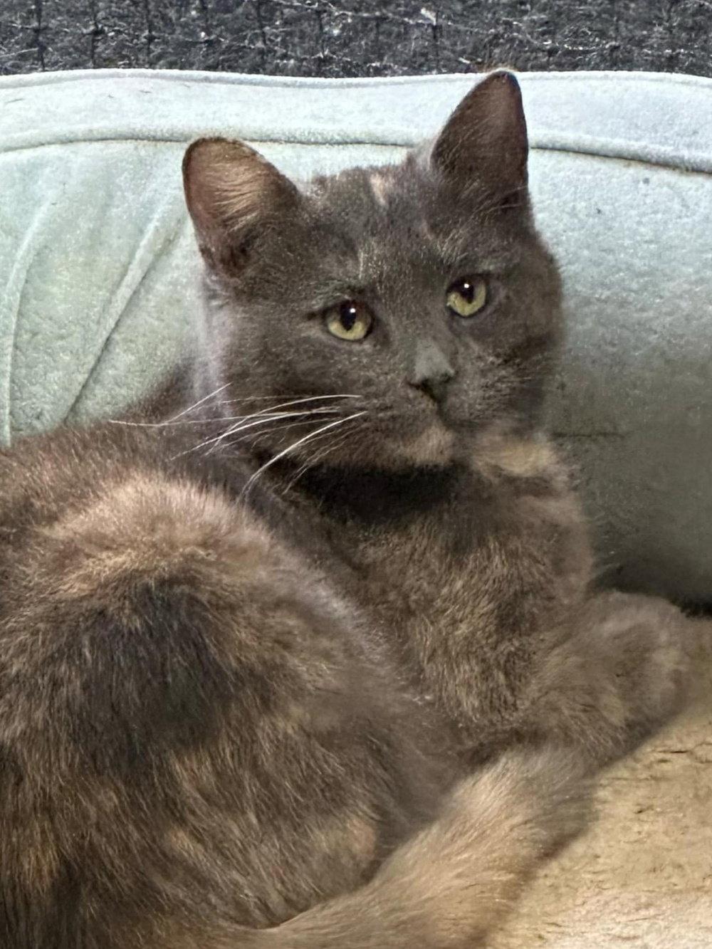 Enlarge Snickers, a Adopted mixed breed in South Saint Paul, MN image 2/2