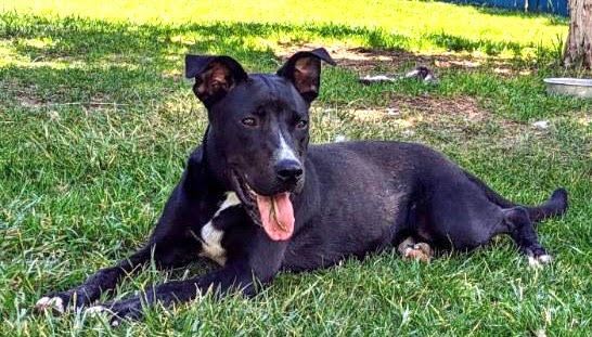 Bridger, a Adoptable Mixed Breed in Durango, CO image 1/5