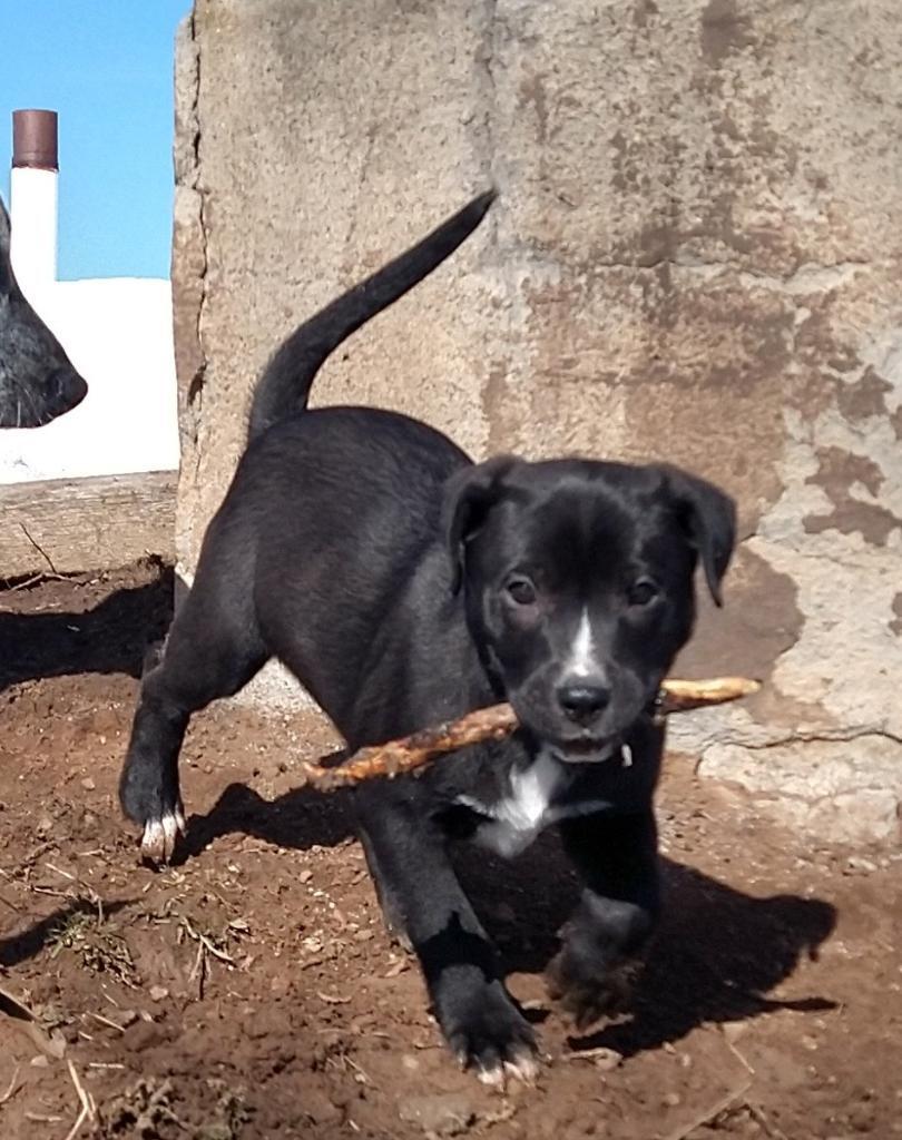 Bridger, a Adoptable Mixed Breed in Durango, CO image 2/5