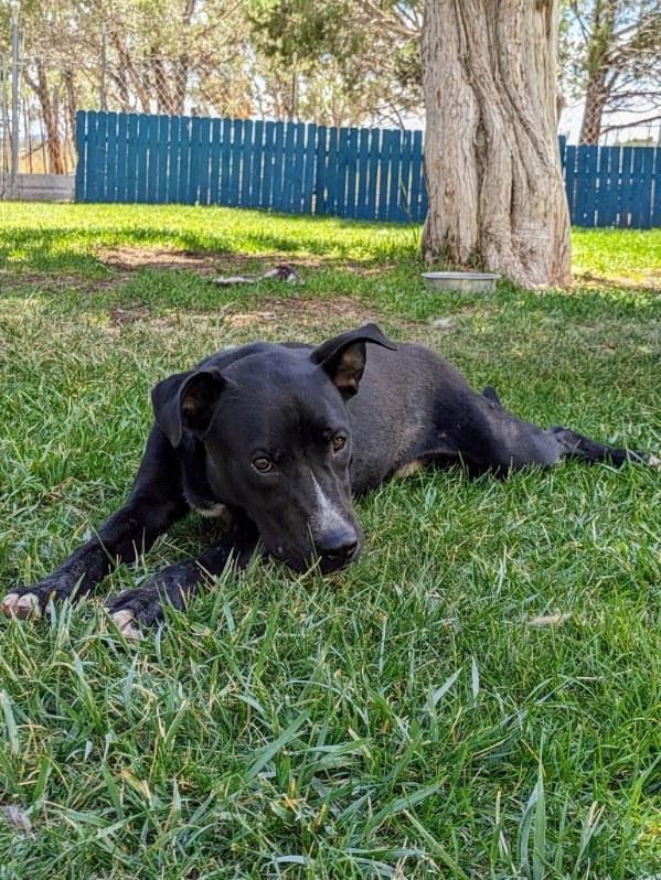 Bridger, a Adoptable Mixed Breed in Durango, CO image 3/5