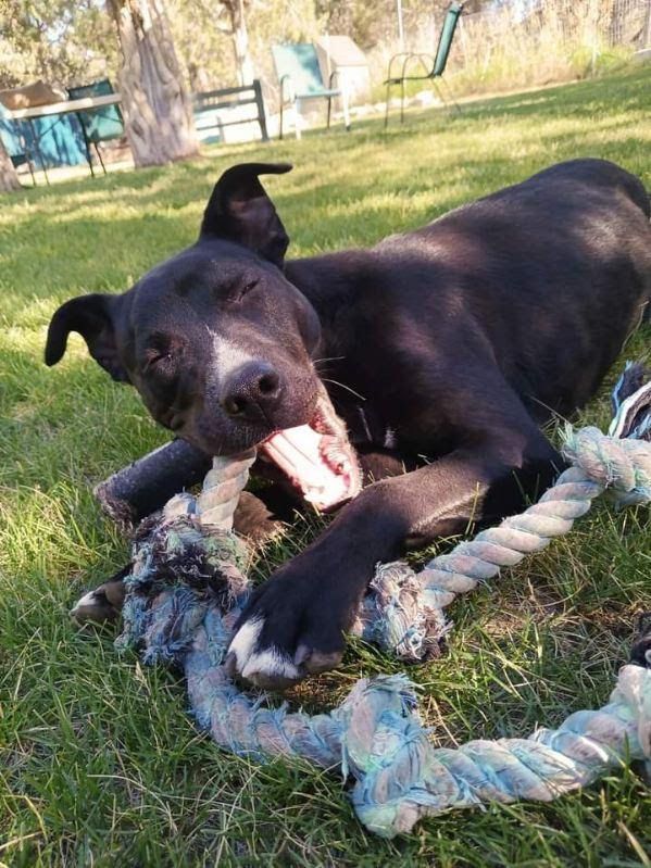 Bridger, a Adoptable Mixed Breed in Durango, CO image 4/5
