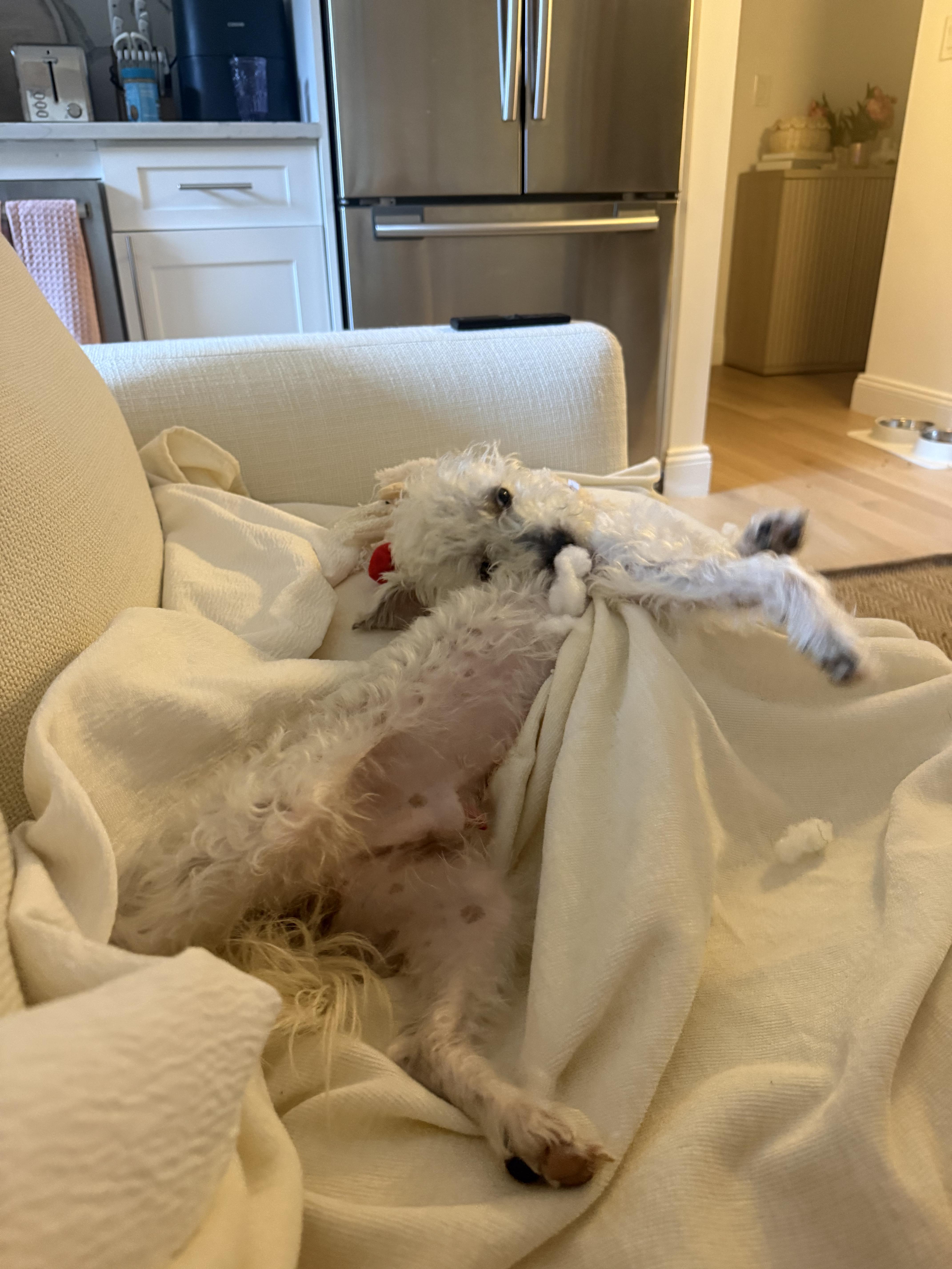 Enlarge Rocketman, a Adoptable Maltipoo in Brooklyn, NY image 2/5