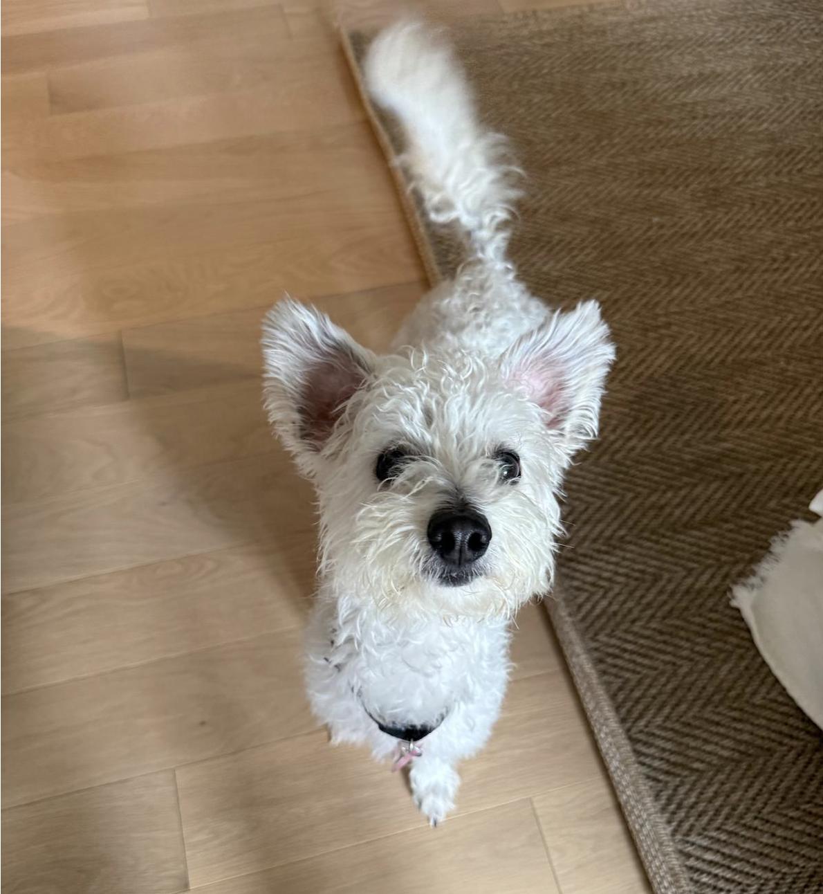Enlarge Rocketman, a Adoptable Maltipoo in Brooklyn, NY image 1/5