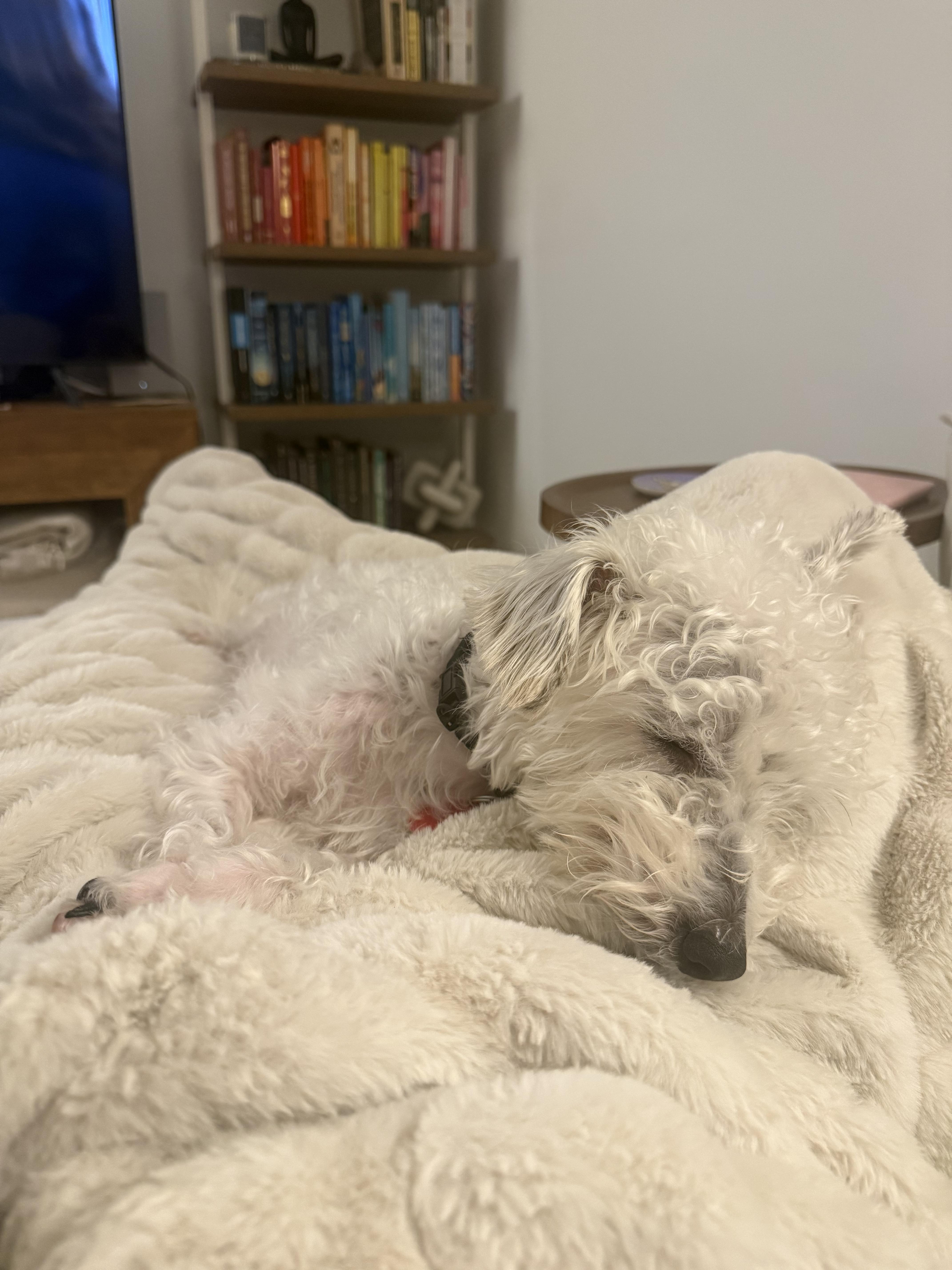 Enlarge Rocketman, a Adoptable Maltipoo in Brooklyn, NY image 4/5