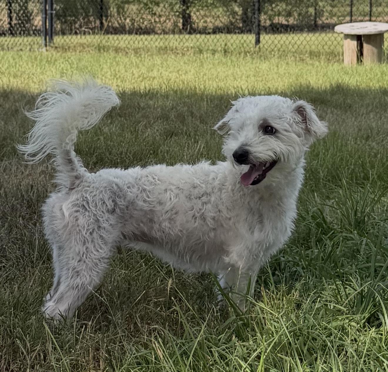 Enlarge Rocketman, a Adoptable Maltipoo in Brooklyn, NY image 3/5