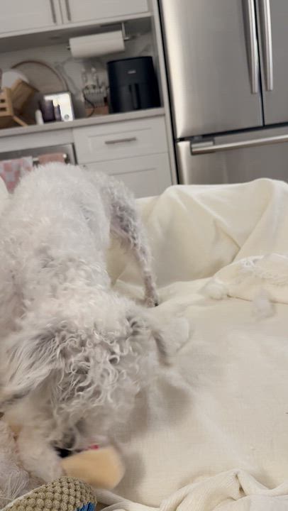 Enlarge Rocketman, a Adoptable Maltipoo in Brooklyn, NY video 5/5
