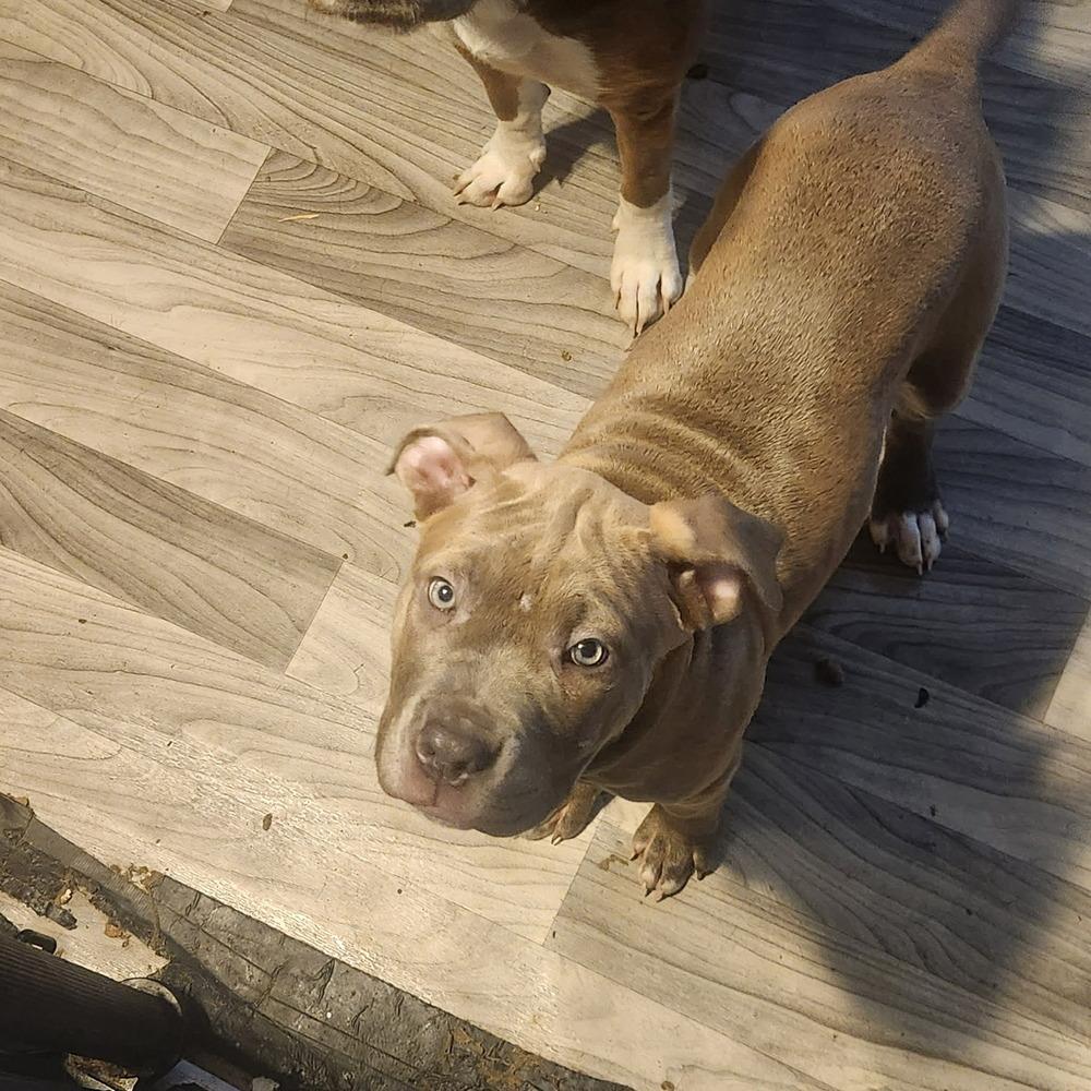 Enlarge Melissa (FOSTERED LOCALLY), a Adoptable mixed breed in Leverett, MA image 1/3