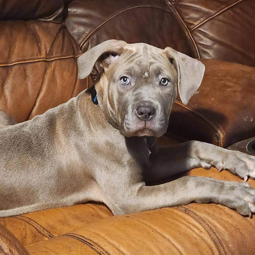 Enlarge Melissa (FOSTERED LOCALLY), a Adoptable mixed breed in Leverett, MA image 2/3