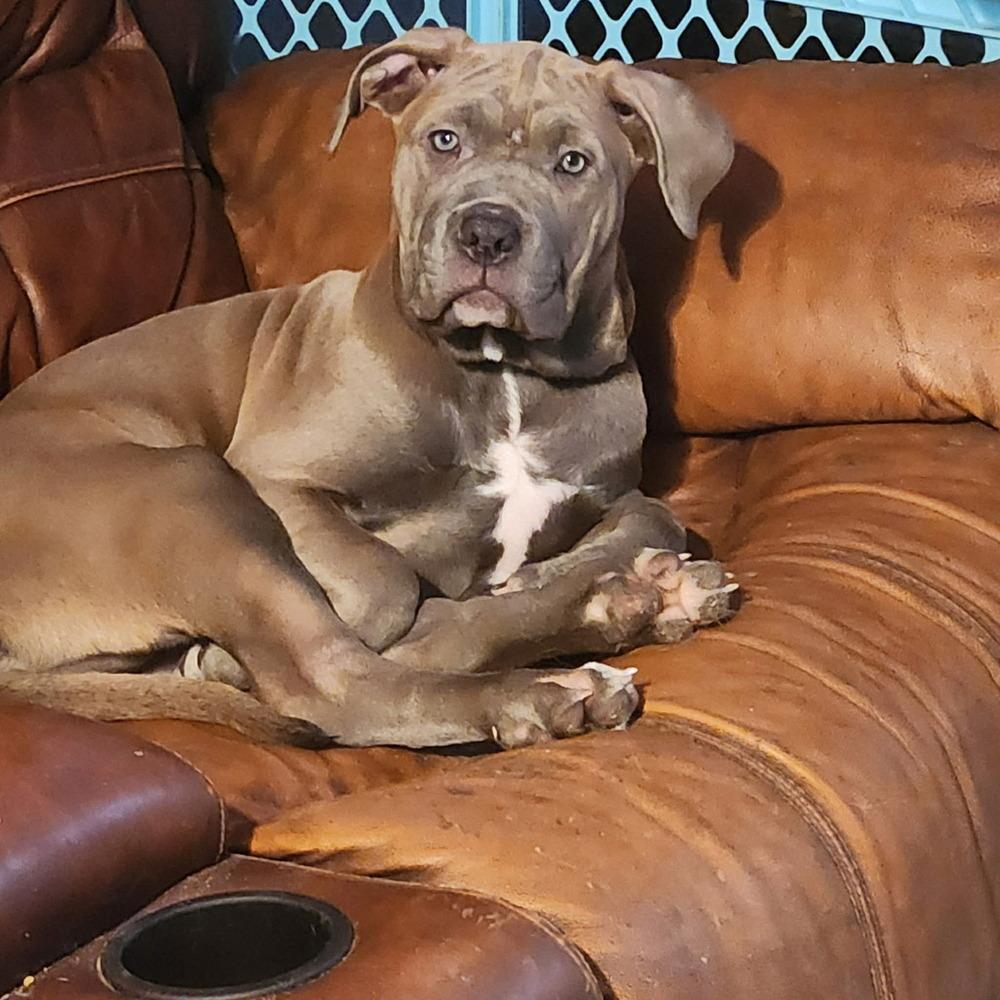 Enlarge Melissa (FOSTERED LOCALLY), a Adoptable mixed breed in Leverett, MA image 3/3