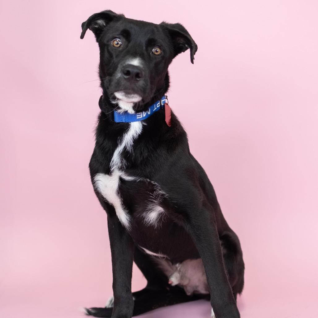 Enlarge Dodger, a Adoptable Mixed Breed in Portland, OR image 1/1