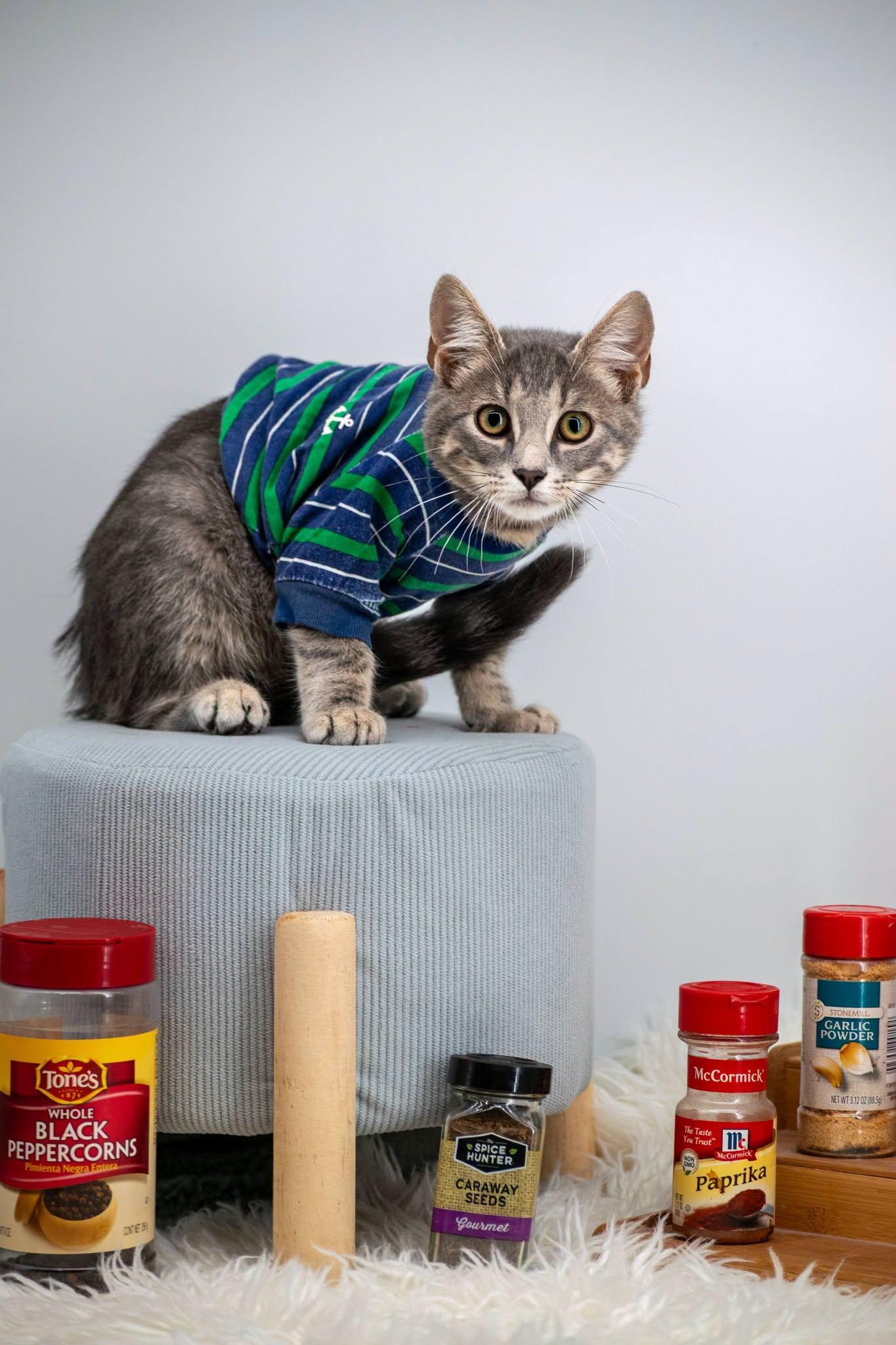Enlarge Coriander, a Adoptable Domestic Short Hair in Sevierville, TN image 3/4