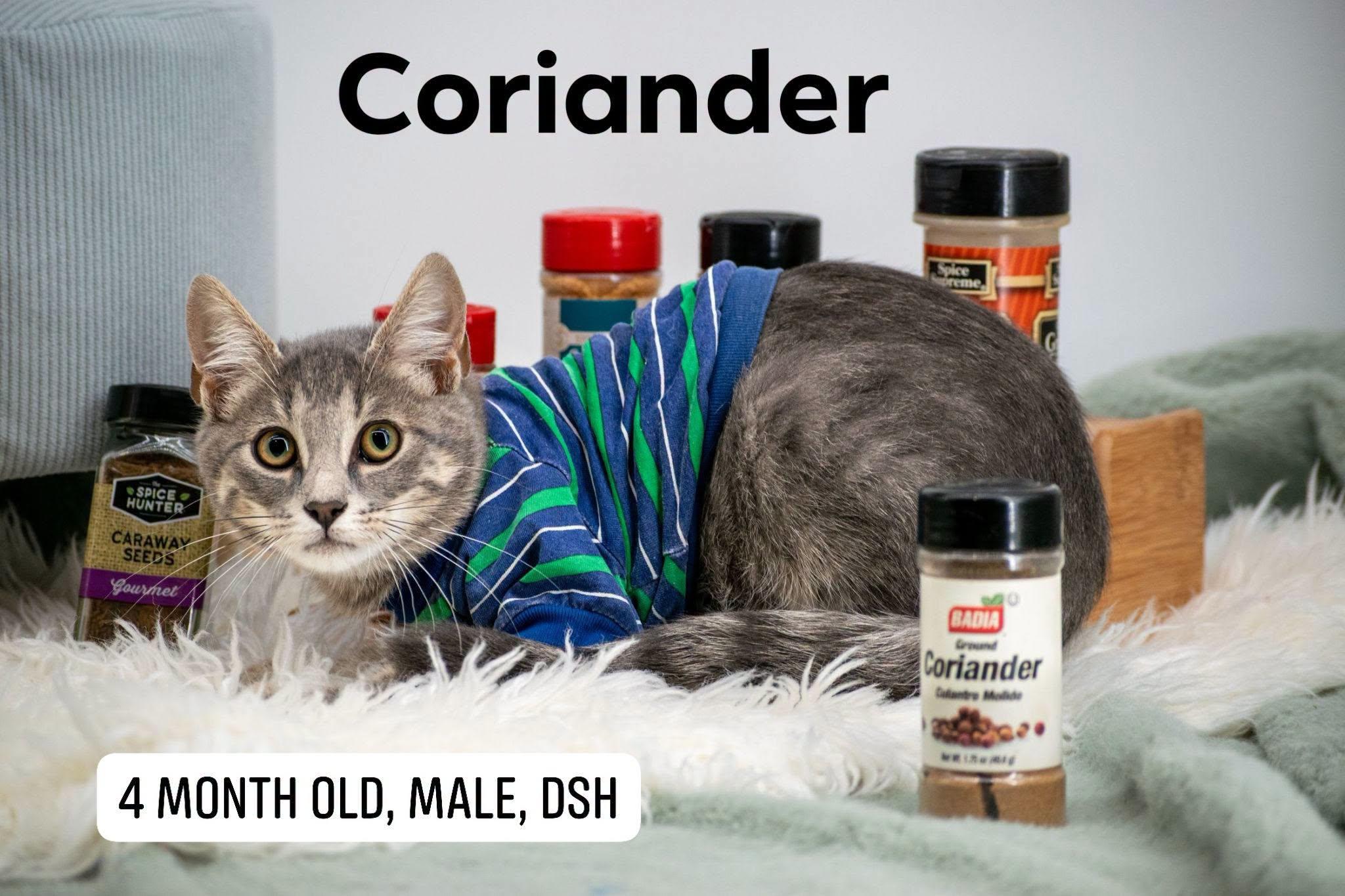 Coriander, Adoptable, Young Male Domestic Short Hair.