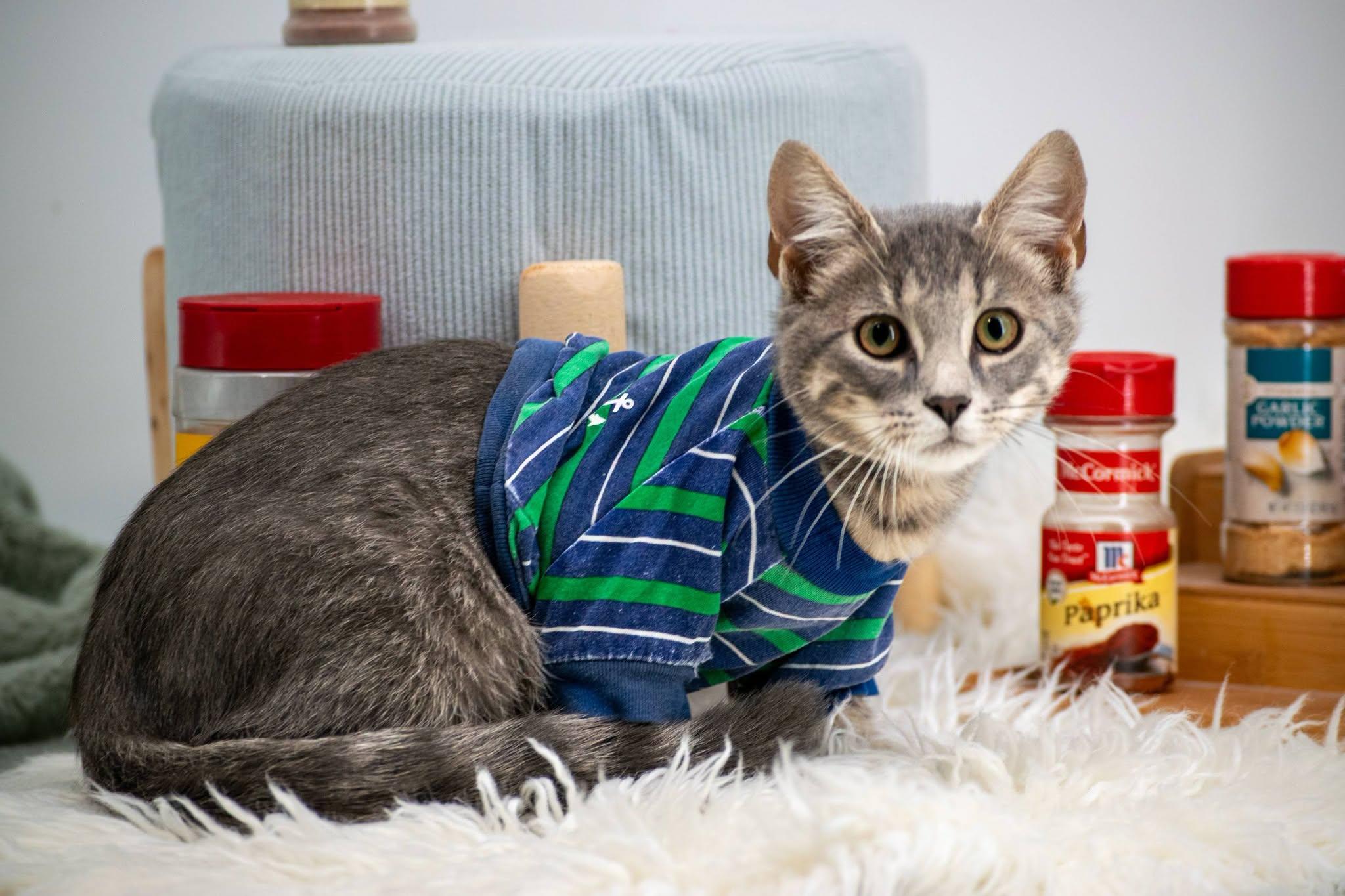 Enlarge Coriander, a Adoptable Domestic Short Hair in Sevierville, TN image 4/4