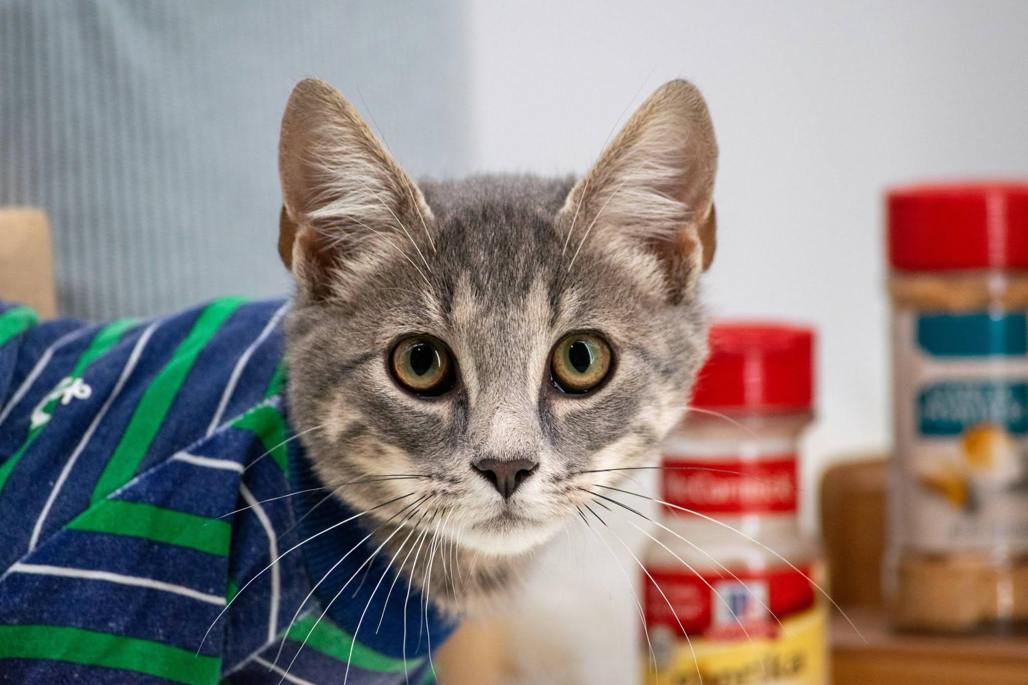Enlarge Coriander, a Adoptable Domestic Short Hair in Sevierville, TN image 2/4