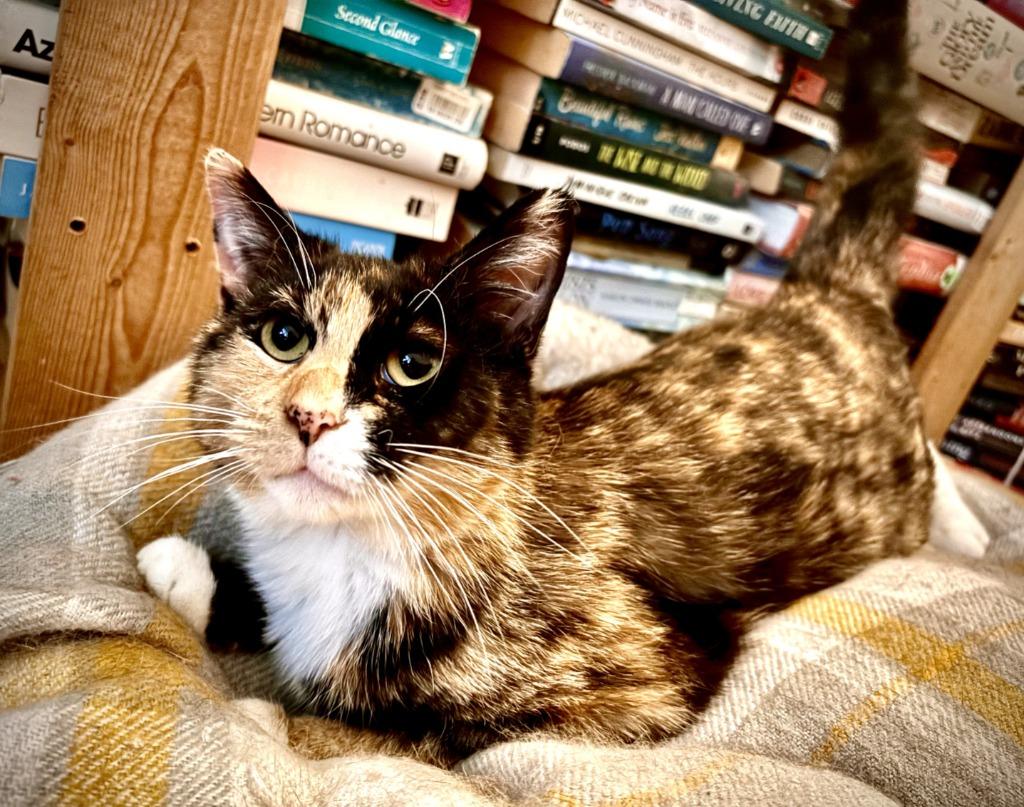 Enlarge Kiwi (Felv+) / Tux (FELV+), a Adoptable mixed breed in Minneapolis, MN image 5/6