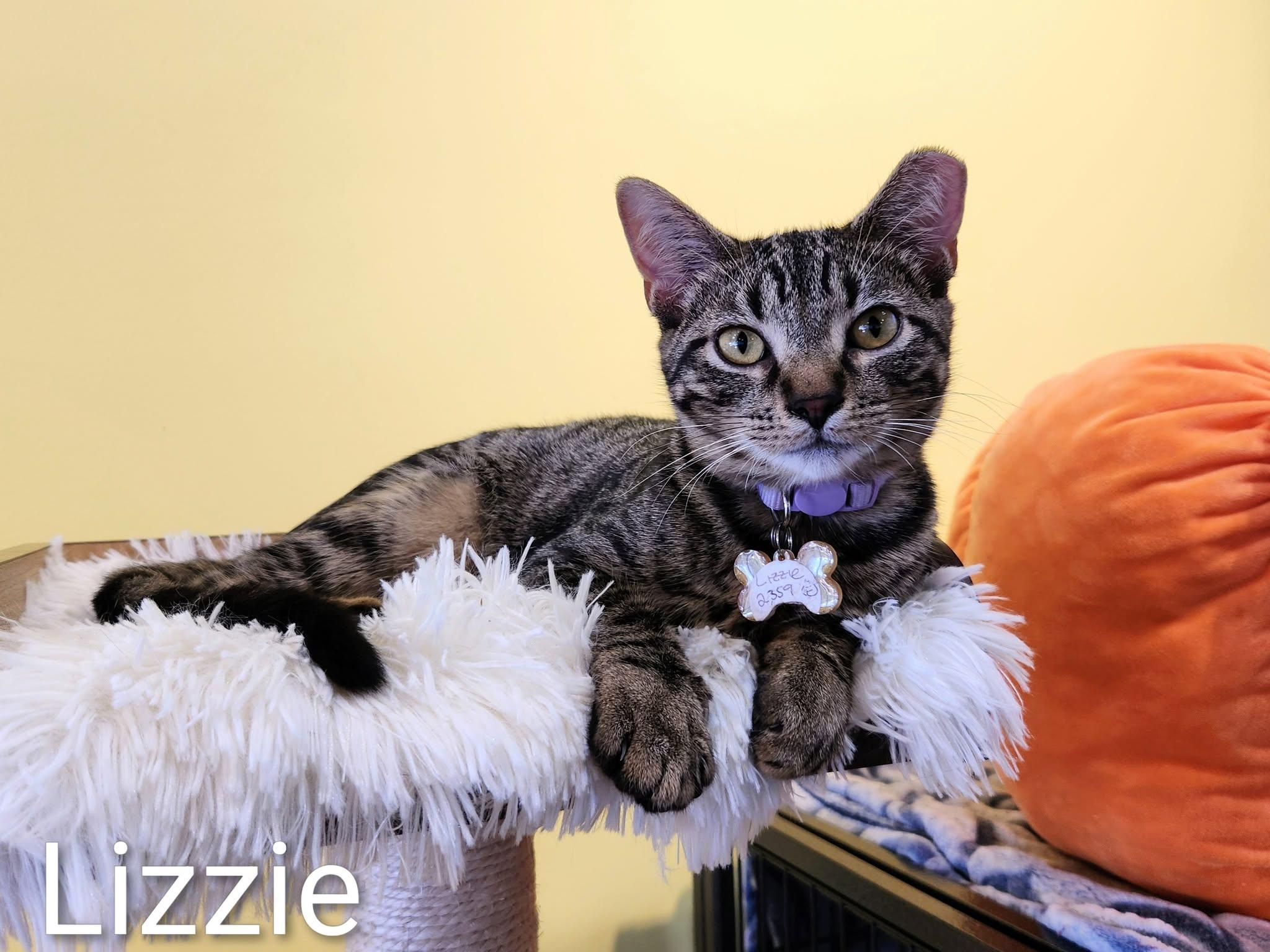 Lizzie, Adoptable, Young Female Domestic Short Hair.