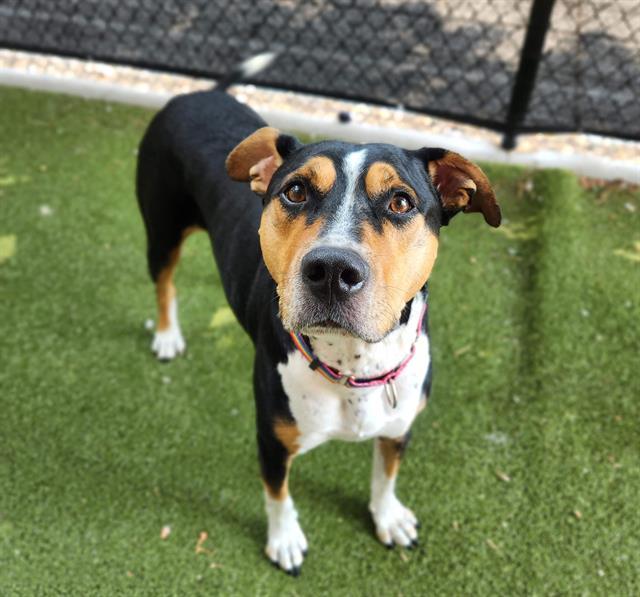 Enlarge JACK, a Adoptable mixed breed in Minneapolis, MN image 1/1