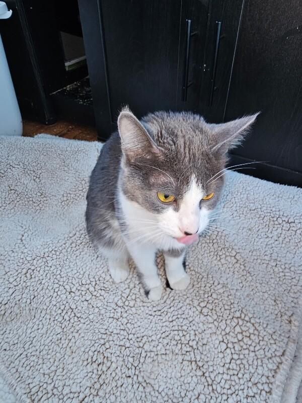 Enlarge Ida, a Adoptable Domestic Short Hair in Kennewick, WA image 1/4