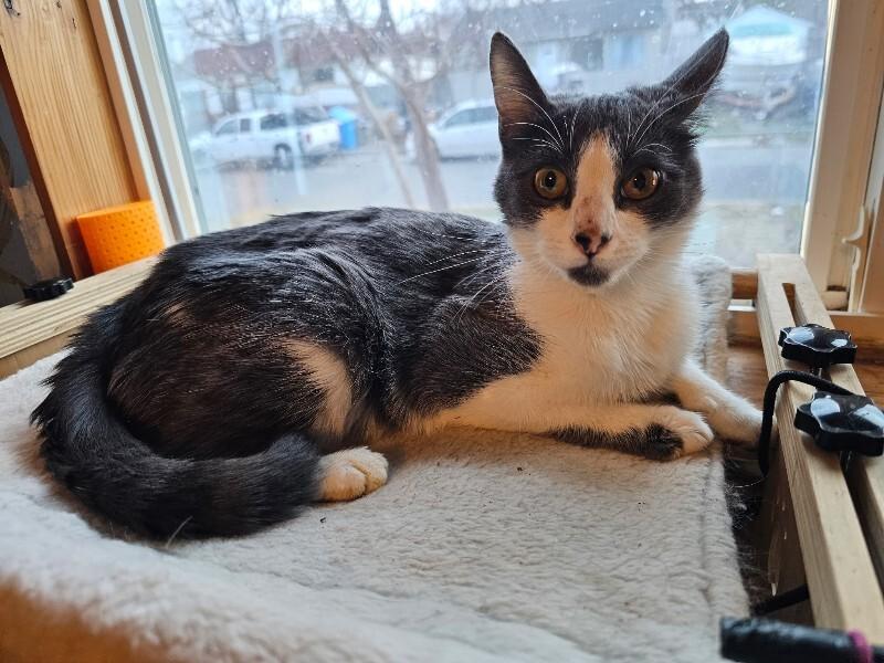 Enlarge Ida, a Adoptable Domestic Short Hair in Kennewick, WA image 2/4