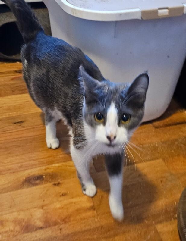 Enlarge Ida, a Adoptable Domestic Short Hair in Kennewick, WA image 3/4