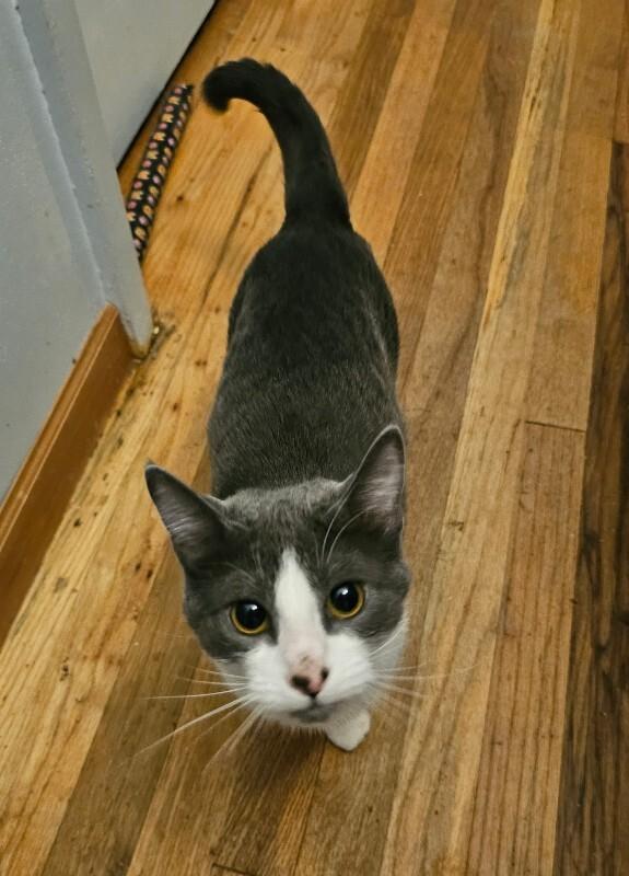 Enlarge Ida, a Adoptable Domestic Short Hair in Kennewick, WA image 4/6