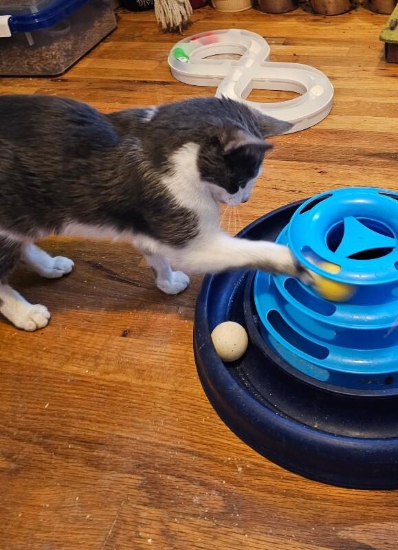 Enlarge Ida, a Adoptable Domestic Short Hair in Kennewick, WA image 4/4