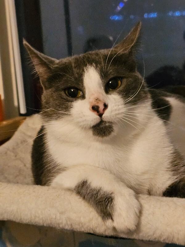 Enlarge Ida, a Adoptable Domestic Short Hair in Kennewick, WA image 6/6