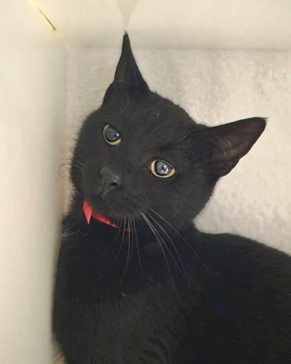 Roulette, Adoptable, Young Female Domestic Short Hair & Domestic Short Hair.