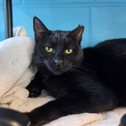 Roulette, Adoptable, Young Female Domestic Short Hair & Domestic Short Hair.