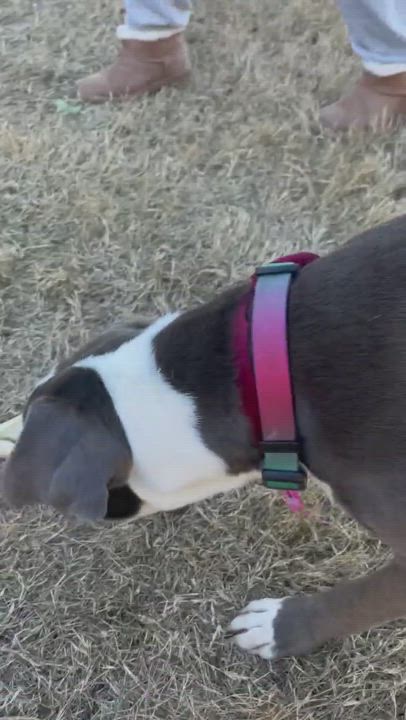 Enlarge Sky, a Adopted Pit Bull Terrier in Mckinney, TX video 5/9