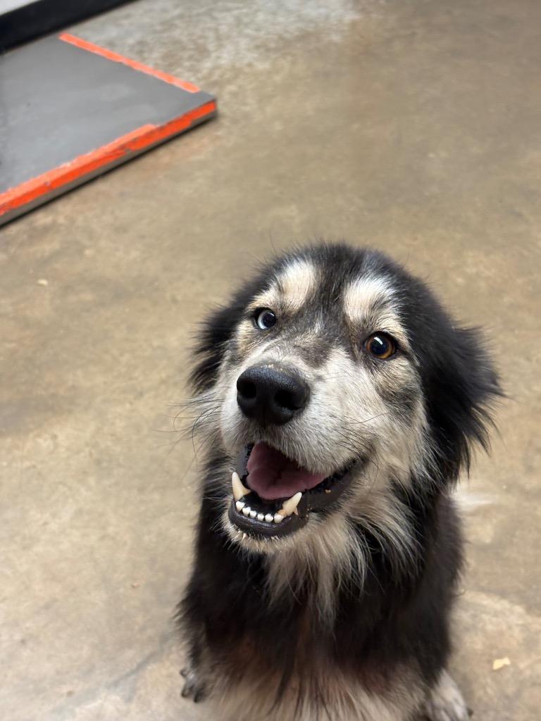 OSO, Adoptable, Young Male Husky.