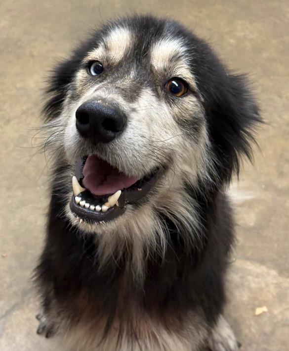 Enlarge OSO, a Adoptable Husky in Lockhart, TX image 2/2
