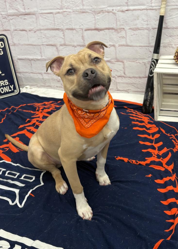 Steelshanks, Adoptable, Young Male Mixed Breed.