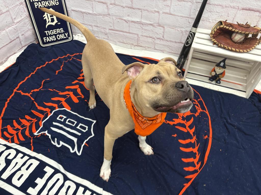 Enlarge Steelshanks, a Adoptable mixed breed in Detroit, MI image 2/6