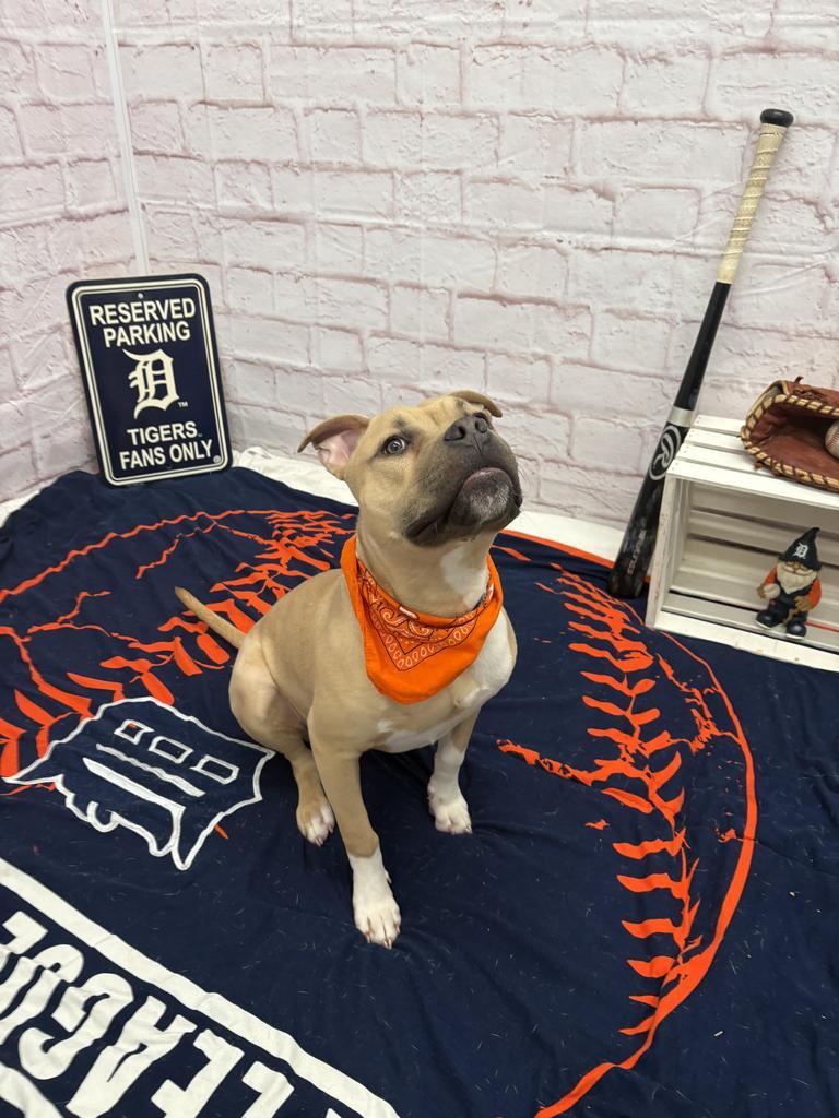 Enlarge Steelshanks, a Adoptable mixed breed in Detroit, MI image 3/6