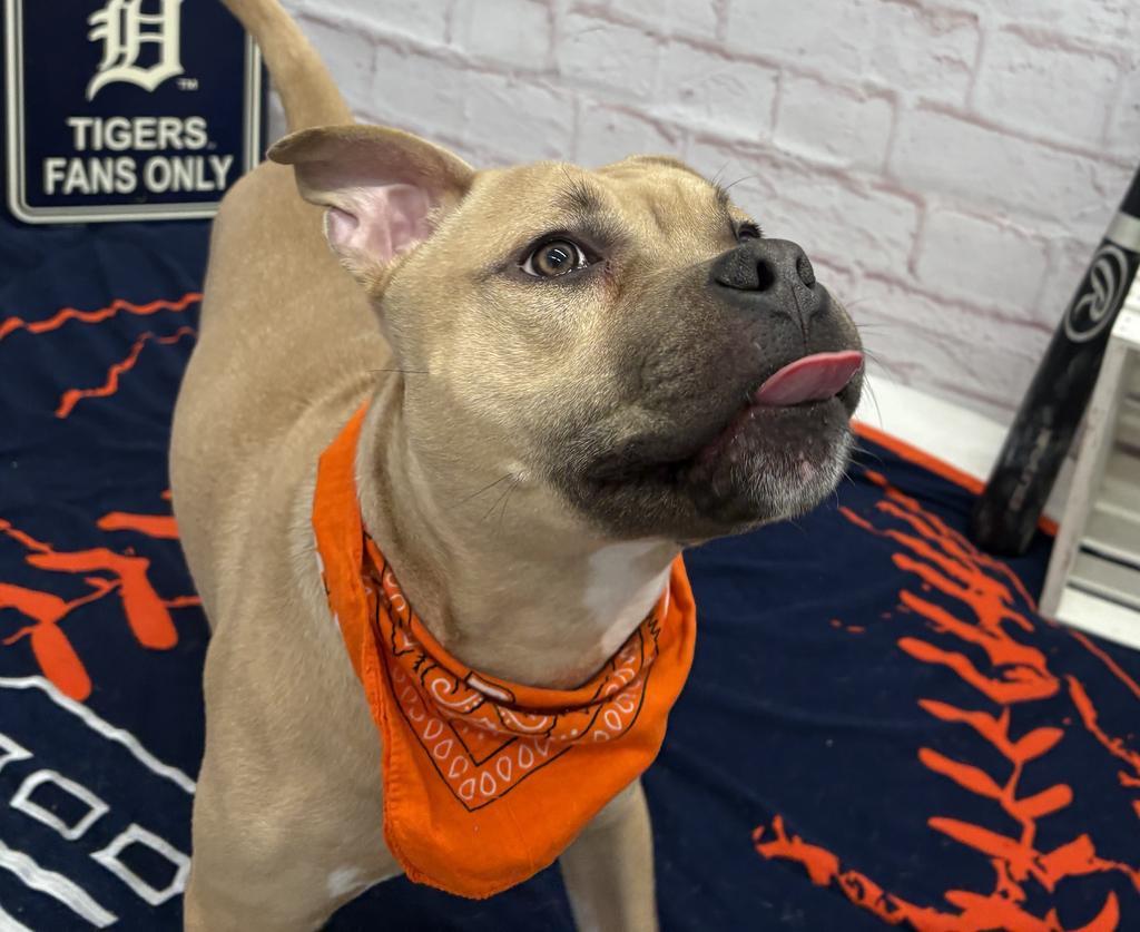 Enlarge Steelshanks, a Adoptable mixed breed in Detroit, MI image 4/6