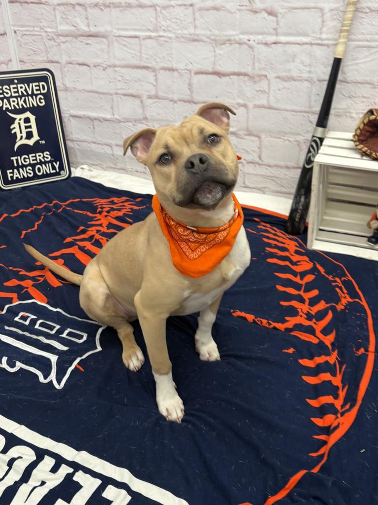 Enlarge Steelshanks, a Adoptable mixed breed in Detroit, MI image 5/6