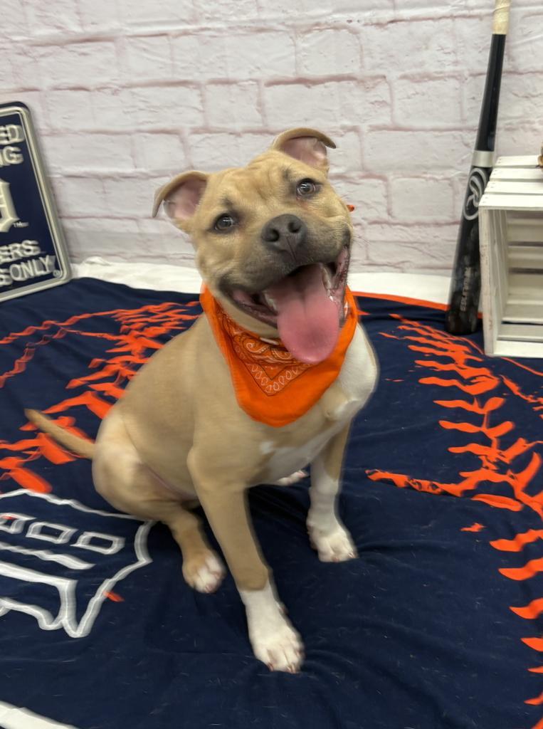 Enlarge Steelshanks, a Adoptable mixed breed in Detroit, MI image 6/6